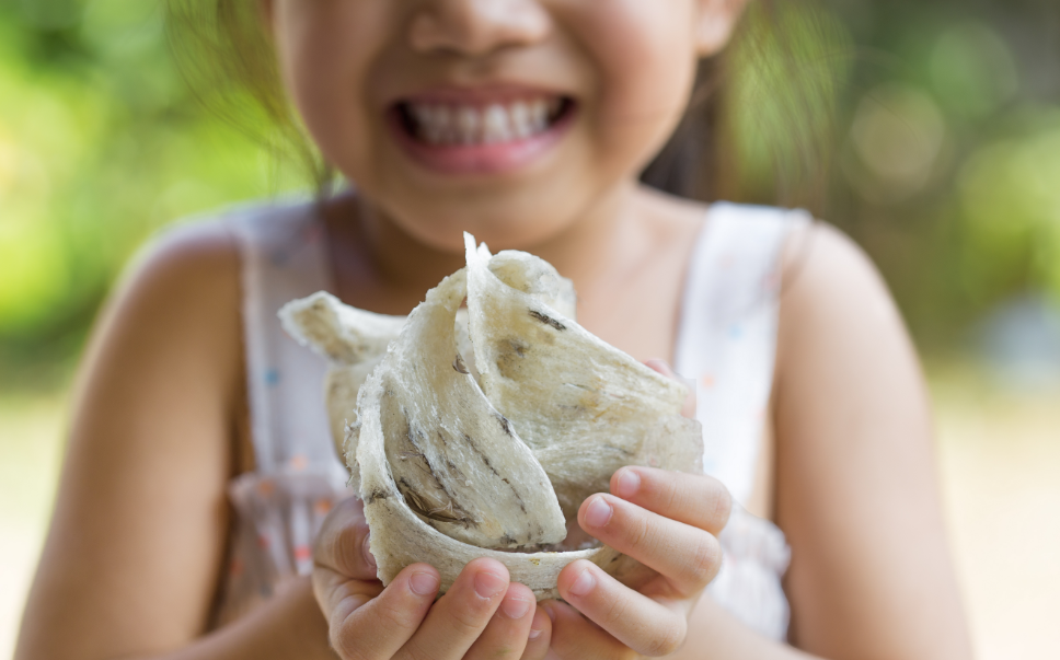 Premium White Edible Bird’s Nest and Swallows Nest AAA Golden Nest